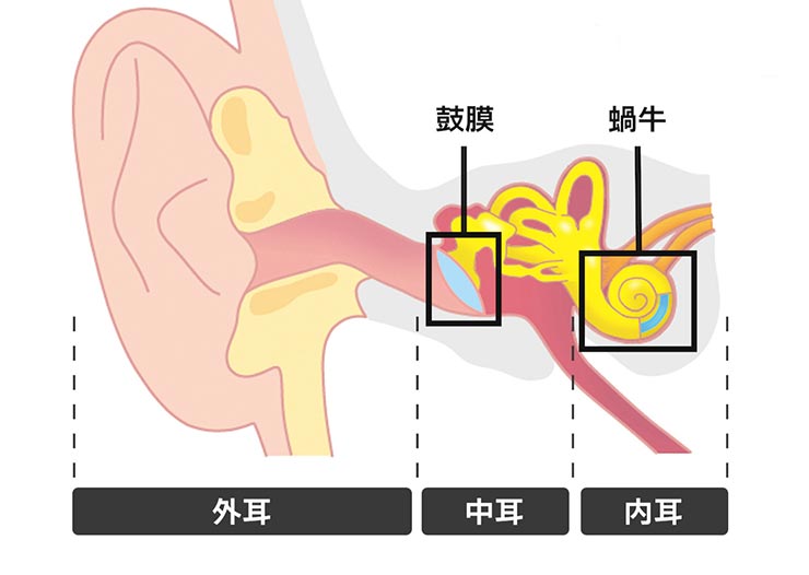 耳の模式図の画像