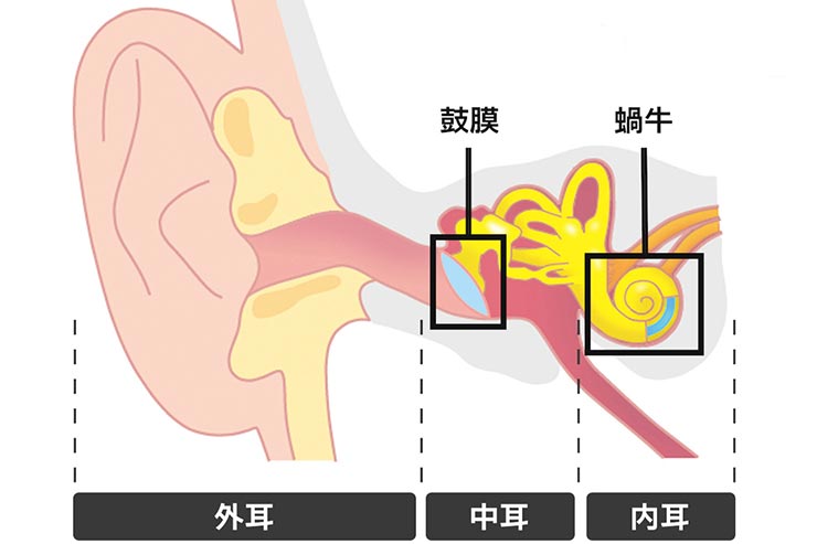 耳の模式図の画像