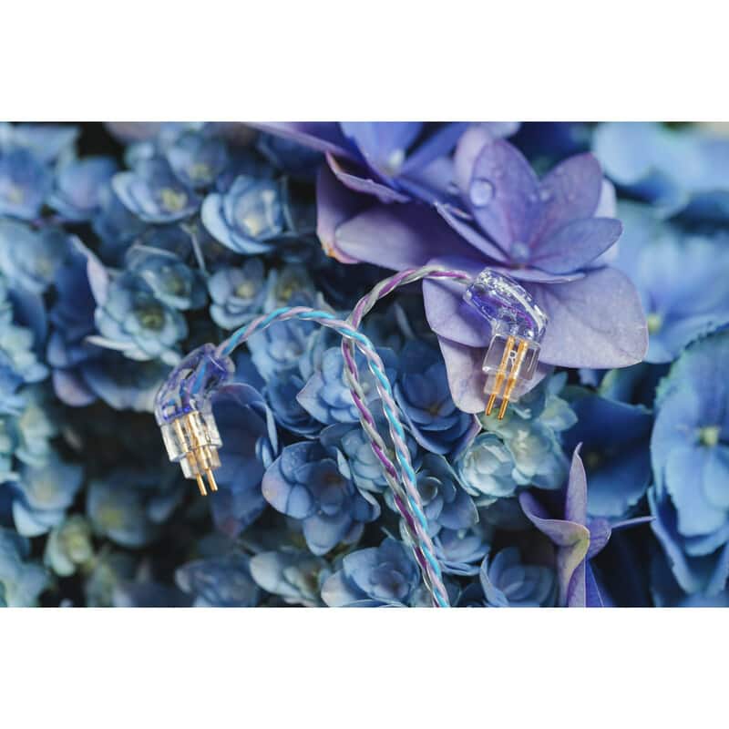 Hydrangea