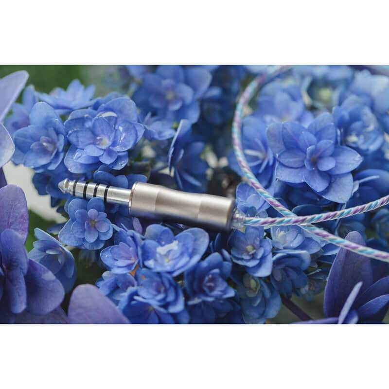 Hydrangea