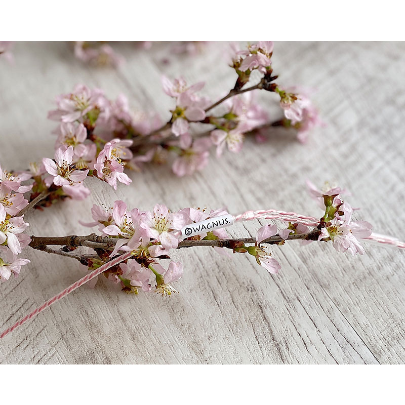 Sakura Lily